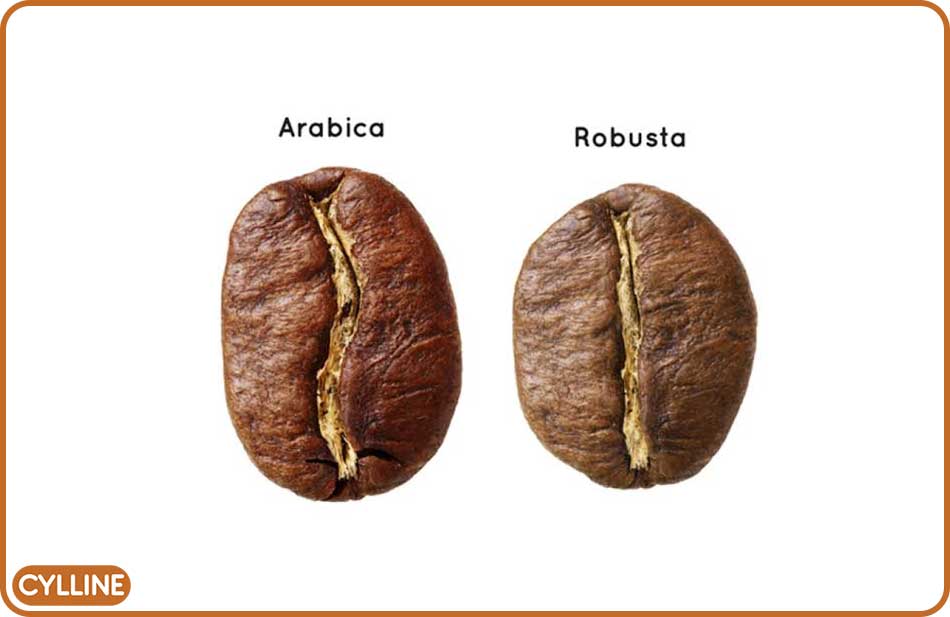 تفاوت قهوه عربیکا و روبوستا - فروشگاه اینترنتی سایلین
